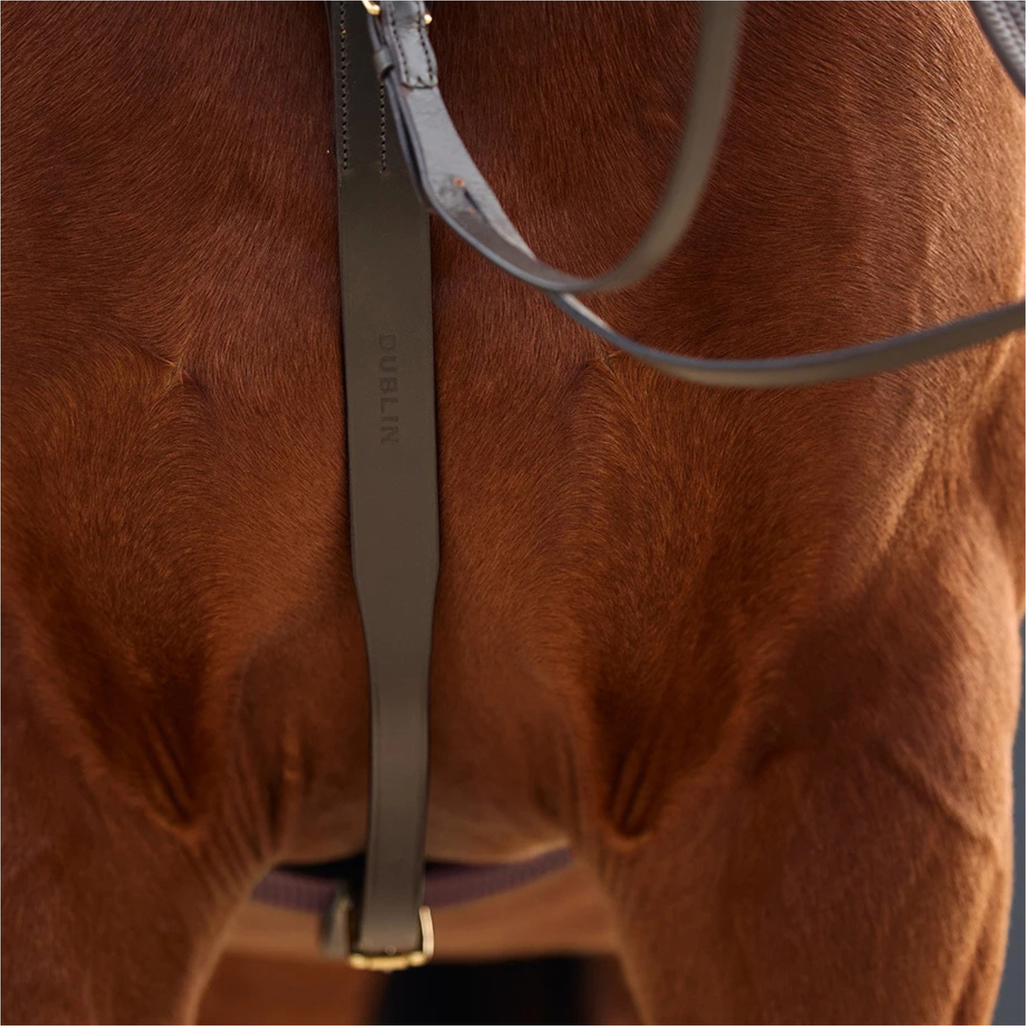 2026 Dublin 3-Point Breastplate 1031504 - Brown